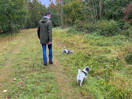 Great woodland dog walk