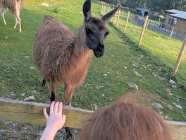 Llamas on site