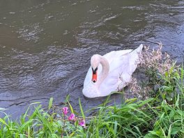 Swan ♥️