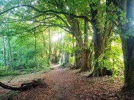 The walk in the woods to the village