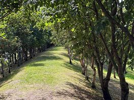 Dog walk
