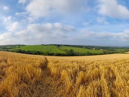 A walk to the top of the wheat field.