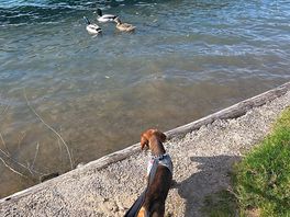 Dog watching ducks on lake