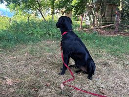 Campsite security 😂