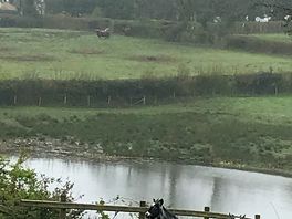 Mildred and monty the goats with the highland cows beyond the lake