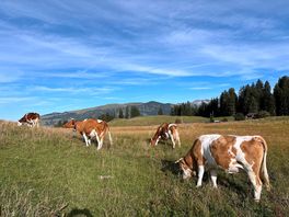 Love the cows!!