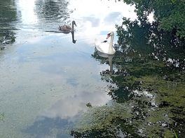 Calming waters on site