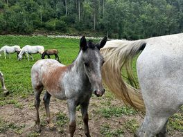 Nice horses