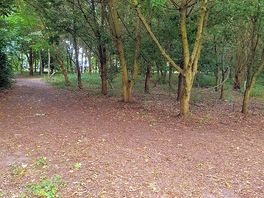 Woodland on site