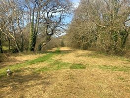 Rural woodland