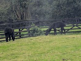 Alpacas