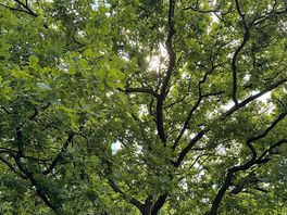 Lovely oak tress with the sun