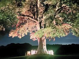 Beautiful oak, just in front of out pitch.