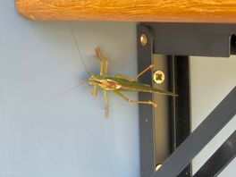 Huge grasshoppers!