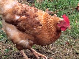 Chicken