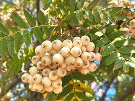 Berries