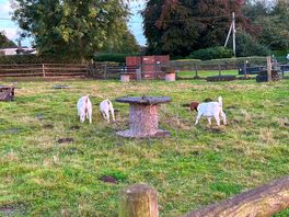 Goats looked well cared for