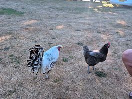 Local chickens, very friendly