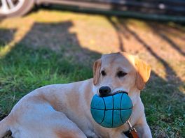 Hund