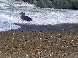 Seal and pup at cwm silio