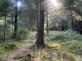 Forest walk