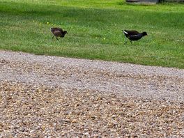 Chicks