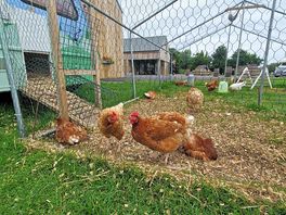 Chickens on site
