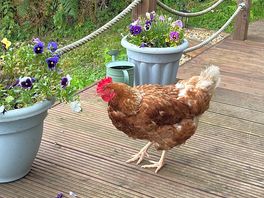 Steve mcqueen has he famous escaping chicken