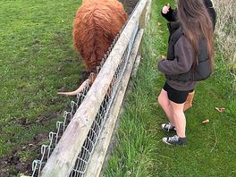 Beautiful highland cows