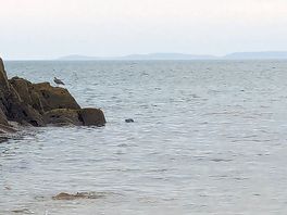 Seal in the rocky cove!