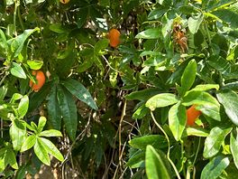 Fruit