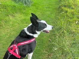 Dog walk
