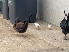 More friends!