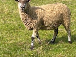 Sheep