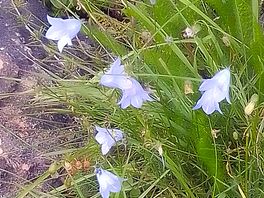 Lots of pretty bells