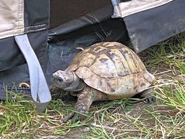 Our tortoise enjoyed his stay too