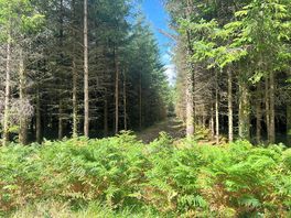 Forest opposite farm