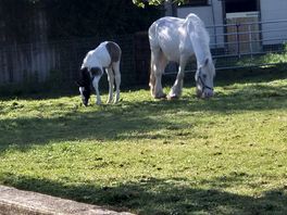 Horses