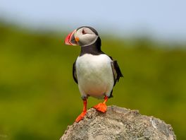 Skomer island - puffin