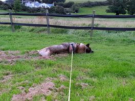 Shug having a sleep