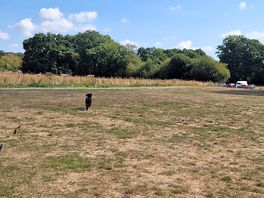 Camper field