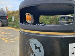 Local robin came to say hello