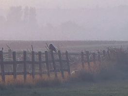 Misty morning