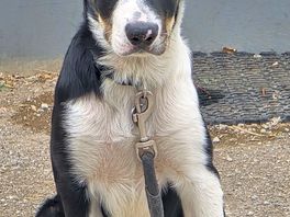 On site friendly dog, beautiful