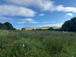 Beautiful wildflowers