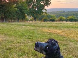 View from dog walking field