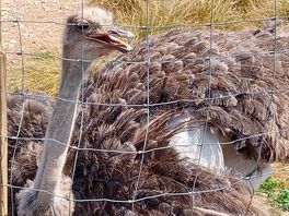 Emu,s