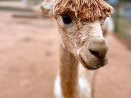 Alpacas 🫶🏻