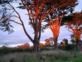 Sunsetting over the cedars