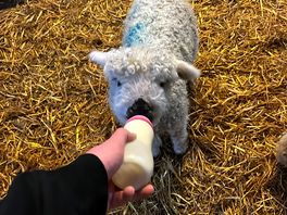 Lambs